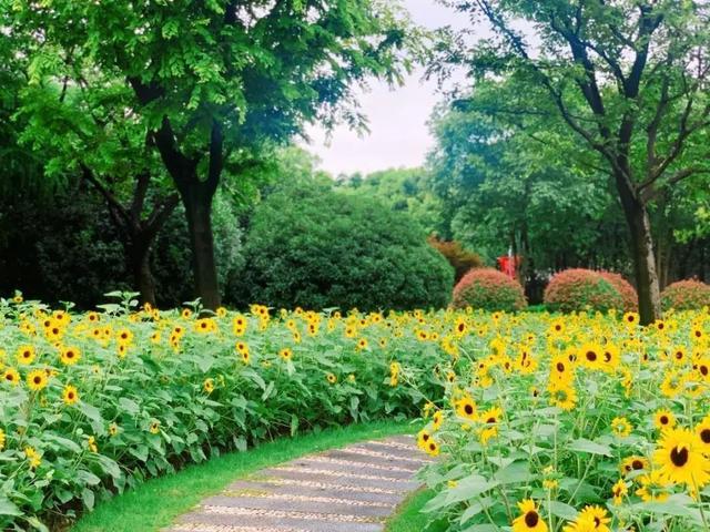 上海森林公园哪里最好（魔都最新五星级公园出炉）(28)