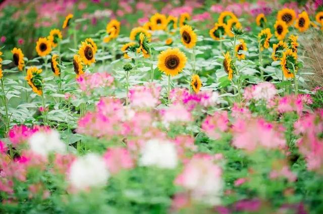 上海森林公园哪里最好（魔都最新五星级公园出炉）(16)