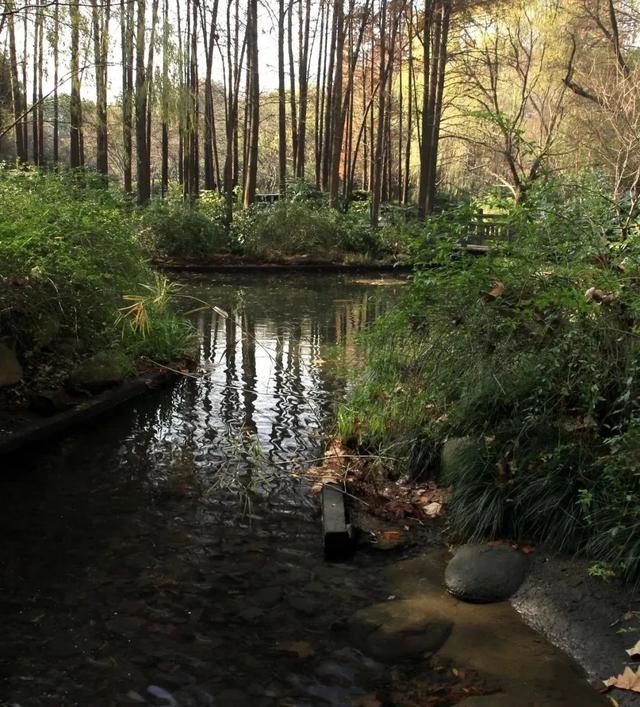 上海森林公园哪里最好（魔都最新五星级公园出炉）(25)