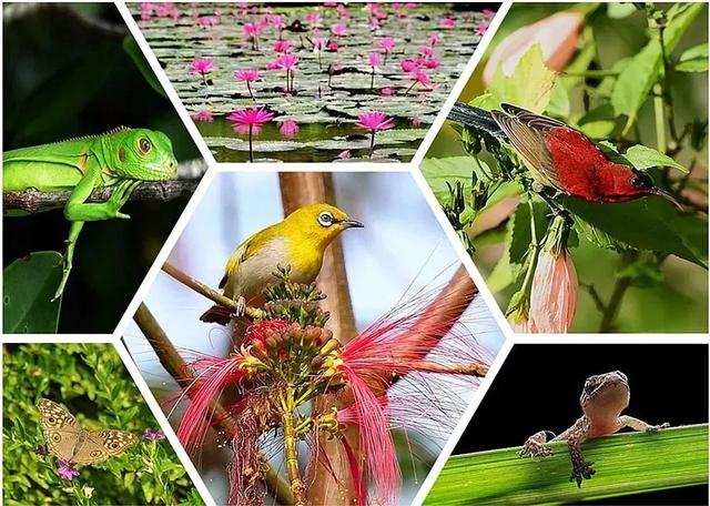 西双版纳值得一去的景点（来西双版纳旅游必去的10大景点）(15)