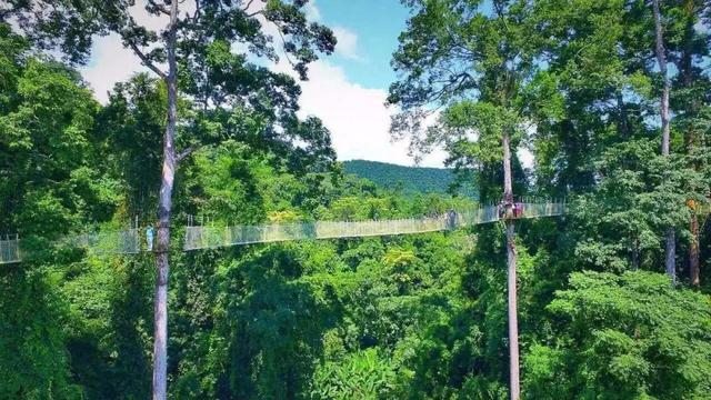 西双版纳值得一去的景点（来西双版纳旅游必去的10大景点）(19)