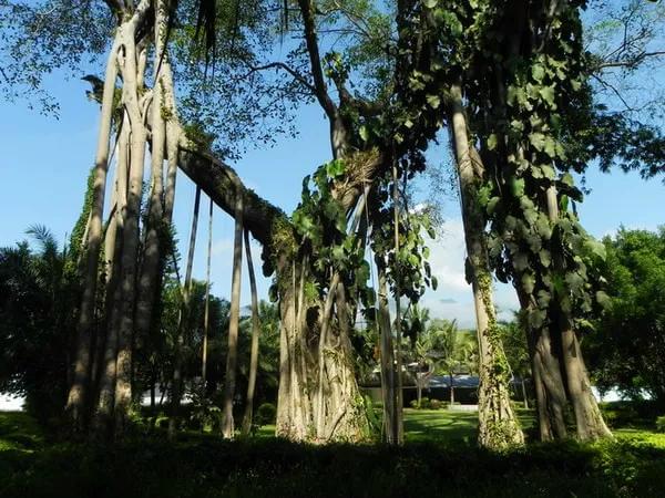 西双版纳值得一去的景点（来西双版纳旅游必去的10大景点）(31)