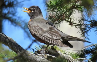 ​北美知更鸟因气候变化提早了迁徙至北极的时间