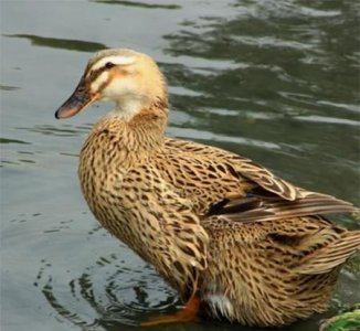 ​投资小见效快的养殖好项目