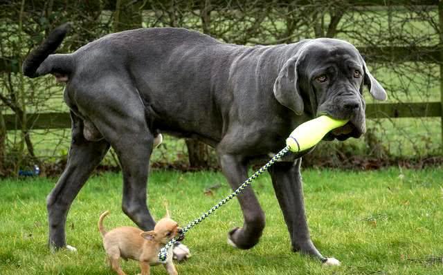 史上最为恐怖的食人猛犬，因性情不稳，被称为，身边的定时炸弹