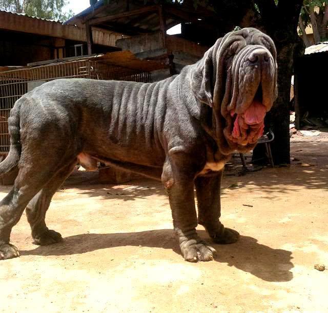 史上最为恐怖的食人猛犬，因性情不稳，被称为，身边的定时炸弹