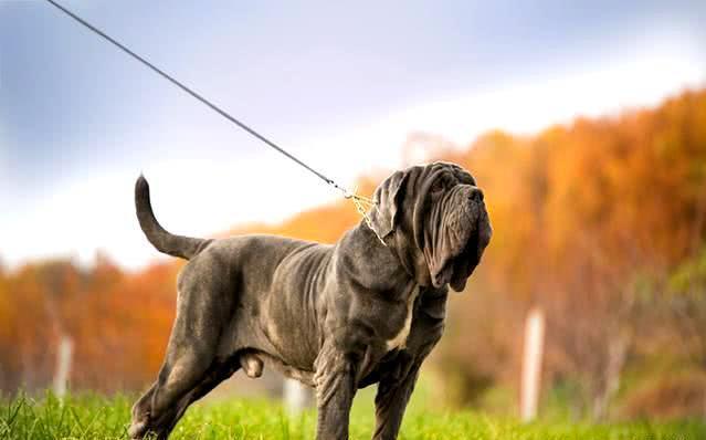 史上最为恐怖的食人猛犬，因性情不稳，被称为，身边的定时炸弹