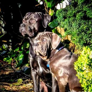 ​史上最为恐怖的食人猛犬，因性情不稳，被称为，身边的定时炸弹