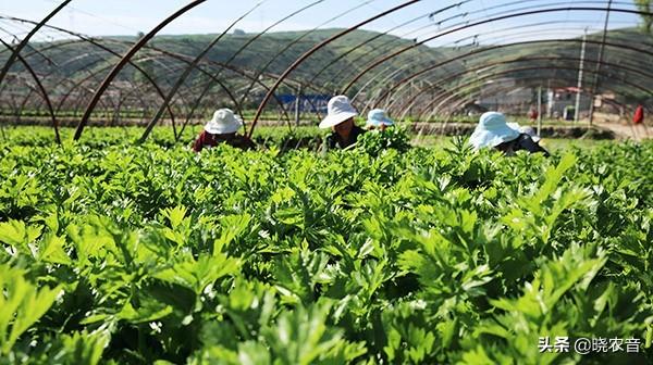 欧芹原产地（欧芹在中国叫什么）(图2)