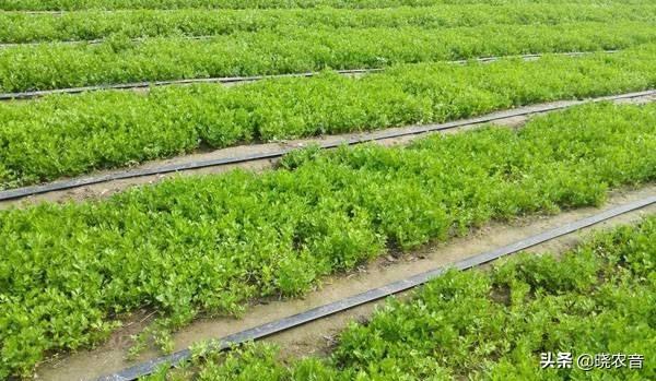 欧芹原产地（欧芹在中国叫什么）(图3)