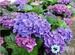 绣球花是多年生还是一年生(绣球花地栽能过冬吗)