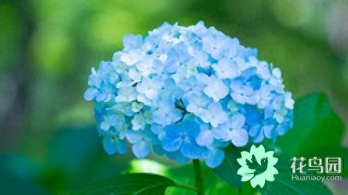 绣球花是多年生还是一年生(绣球花地栽能过冬吗)