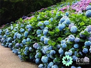 绣球花是多年生还是一年生(绣球花地栽能过冬吗)