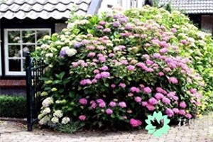 绣球花是多年生还是一年生(绣球花地栽能过冬吗)