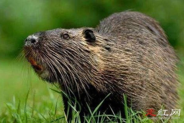 黑龙江发现三十多斤大老鼠 太可怕了比猫都要大