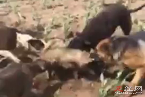 黑龙江发现三十多斤大老鼠 太可怕了比猫都要大