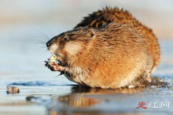 黑龙江发现三十多斤大老鼠 太可怕了比猫都要大