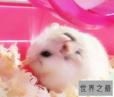 仓鼠的寿命很长 但他具体的寿命是都少呢