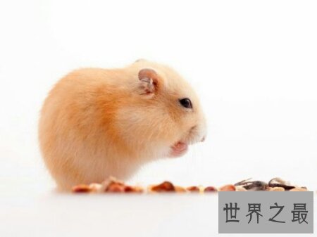 仓鼠的寿命很长 但他具体的寿命是都少呢