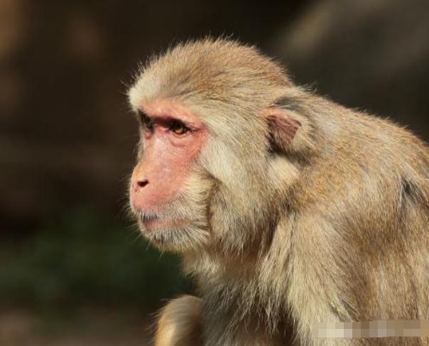 世界上首例成功的“换头手术”，耗时18小时花费7千万，现状如何