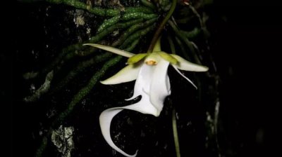 ​世界上最贵的鬼兰，一朵抵得上一套房，见到后则意味着危险在附近