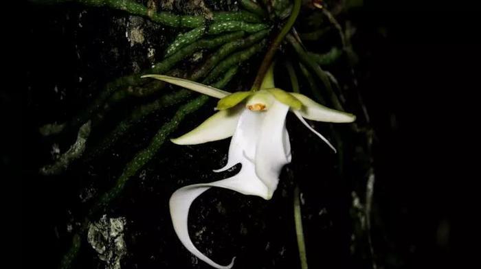 世界上最贵的鬼兰，一朵抵得上一套房，见到后则意味着危险在附近