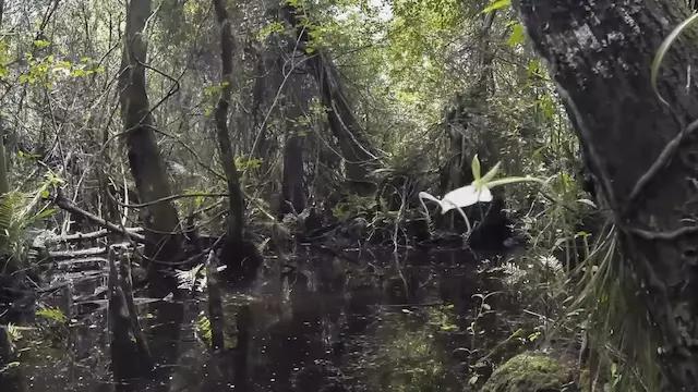 世界上最贵的鬼兰，一朵抵得上一套房，见到后则意味着危险在附近
