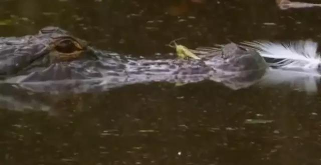 世界上最贵的鬼兰，一朵抵得上一套房，见到后则意味着危险在附近