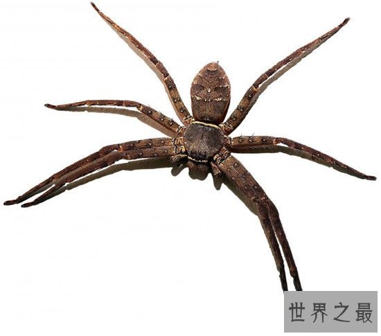 蟑螂的天敌白额高脚蛛 尿液会导致嘴角溃烂纯属谣言