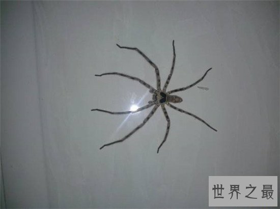 蟑螂的天敌白额高脚蛛 尿液会导致嘴角溃烂纯属谣言