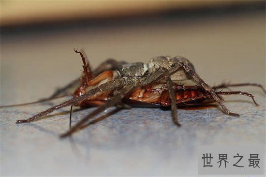 蟑螂的天敌白额高脚蛛 尿液会导致嘴角溃烂纯属谣言