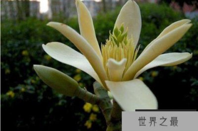 ​已灭绝的最美的植物：踪迹难寻，濒临灭绝