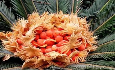 ​路边可见！6 岁女童吃了它，中毒了！