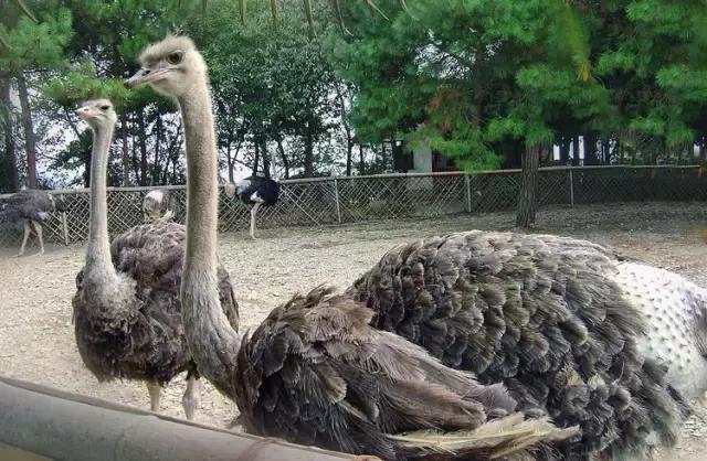 千岛湖旅游攻略自由行最佳路线(旅游攻略抓住11月的尾巴)(12)