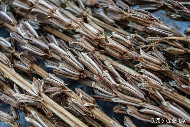 东北地方农村风俗习惯（在东北农村过大年）(12)