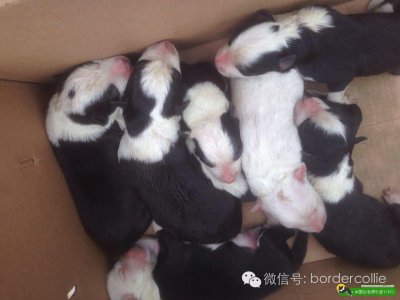 ​说说边牧花色那些事儿，真的只有七白三通才符合大众审美？快别闹了~