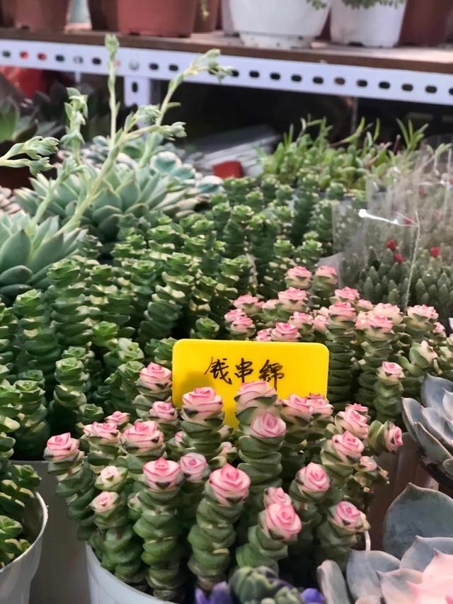 昆明最好的花市（昆明人的宝藏花市Top1）(20)