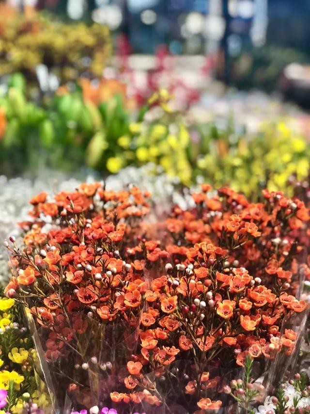 昆明最好的花市（昆明人的宝藏花市Top1）(19)