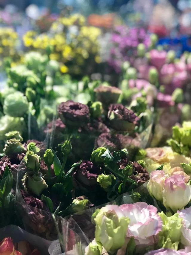 昆明最好的花市（昆明人的宝藏花市Top1）(15)