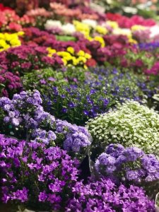 ​昆明最好的花市（昆明人的宝藏花市Top1）