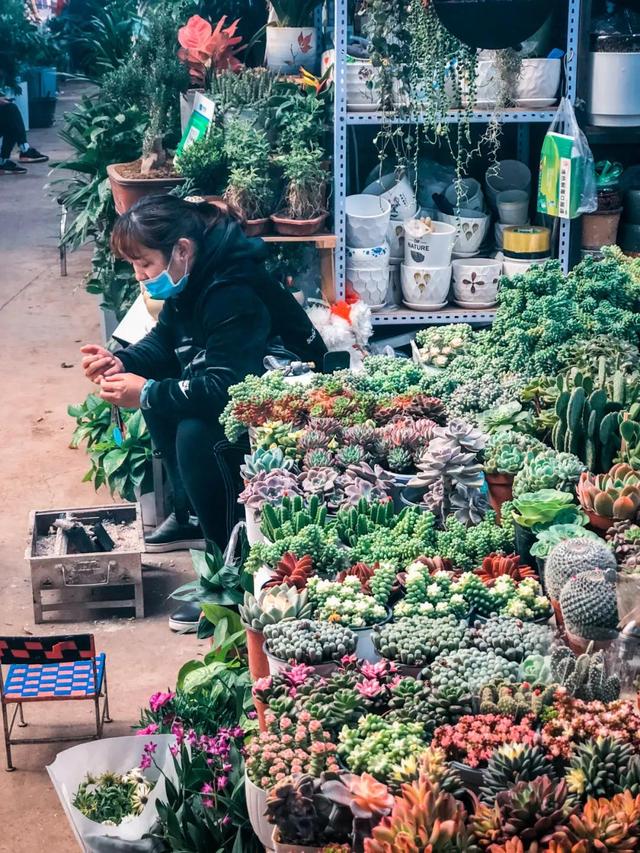 昆明最好的花市（昆明人的宝藏花市Top1）(44)