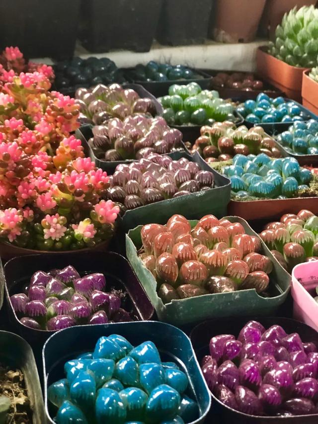 昆明最好的花市（昆明人的宝藏花市Top1）(21)