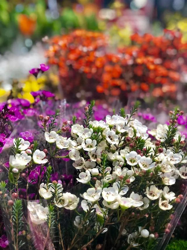 昆明最好的花市（昆明人的宝藏花市Top1）(12)