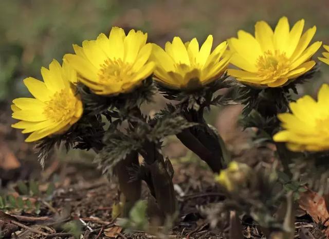 北京踏春赏花旅游攻略 一春无事为花忙(2)