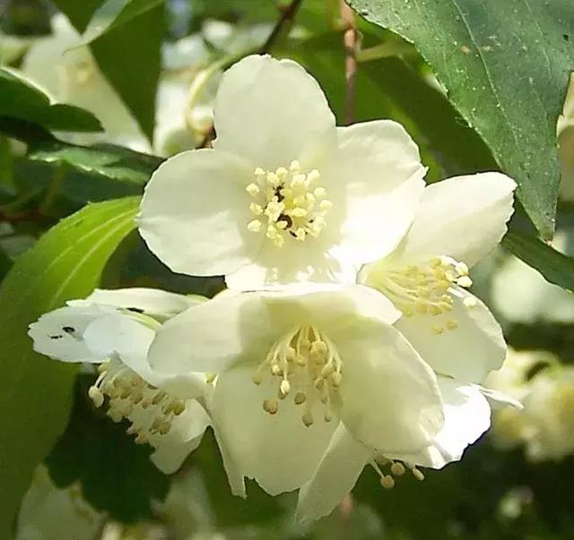 北京踏春赏花旅游攻略 一春无事为花忙(10)