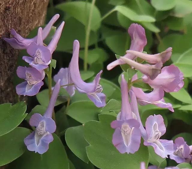 北京踏春赏花旅游攻略 一春无事为花忙(6)