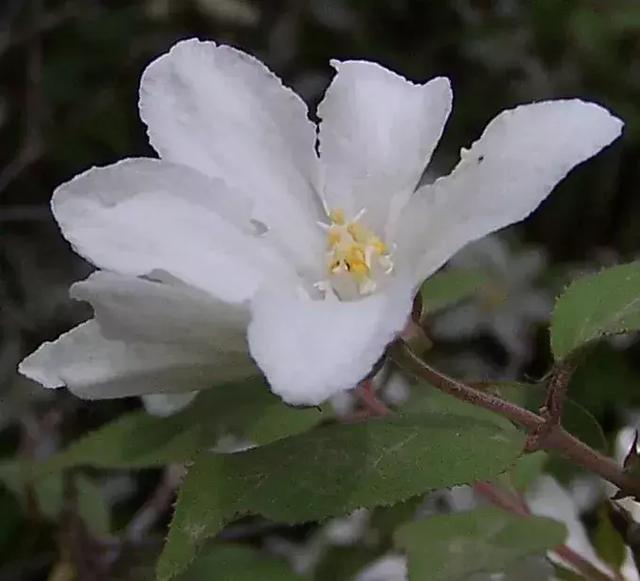 北京踏春赏花旅游攻略 一春无事为花忙(9)