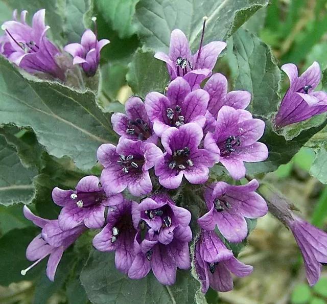 北京踏春赏花旅游攻略 一春无事为花忙(7)