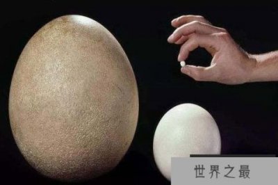 ​世界上最小的鸟蛋，吸蜜蜂鸟蛋仅6毫米