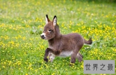 ​迷你驴是什么萌宠 继草泥马之后又一新宠